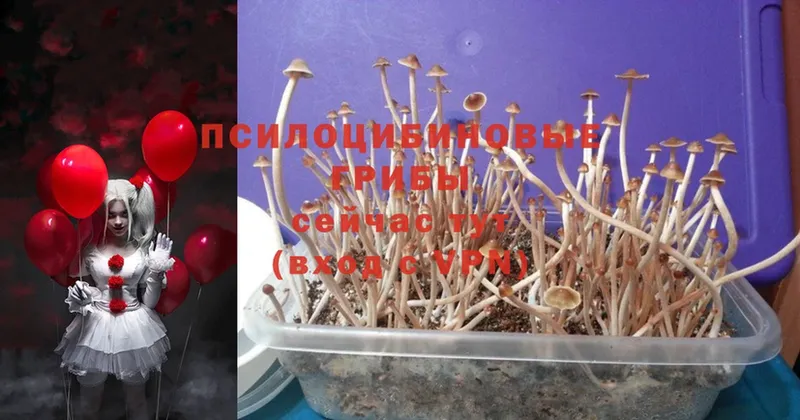 наркотики  Лихославль  Галлюциногенные грибы Psilocybe 